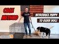 How To Introduce Puppy To Older Dog SAFE And STRESS FREE