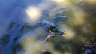preview picture of video 'Large Snapping Turtle Caught on Fishing Line'