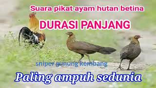Download lagu SUARA AYAM HUTAN BETINA SUPER JERNIH . TANPA IKLAN mp3