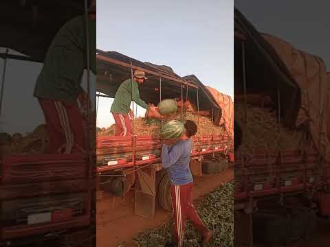 melancia de estrela do norte Goiás só as tops para todo Brasil