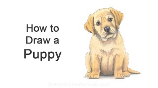 How to Draw a Puppy (Labrador Retriever)
