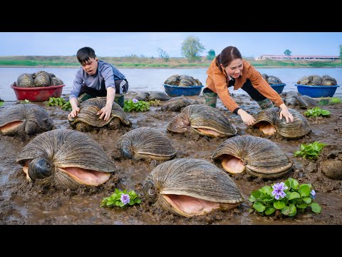 Harvesting Giant Clams By Wild River, Cook Spicy Sauce | Dish Unique Flavor