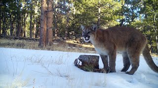 Male Mountain Lion Calling for Mate and More