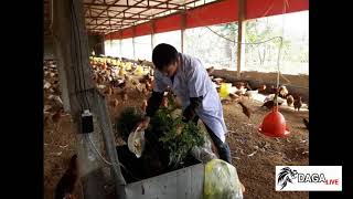 Bình Định - Áp dụng mô hình chăn nuôi gà bằng thảo dược | daga.live