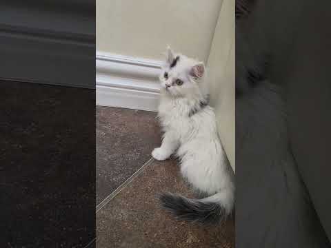 Longhaired Kitten - Image 2