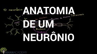 Anatomy of a Neuron | Biology | Khan Academy