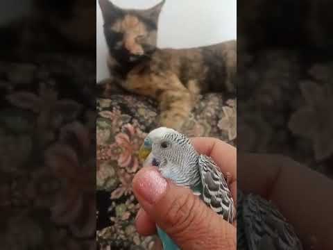 mi gato me trajo este periquito #gatos #animals