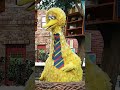 Shorts Sesame Street