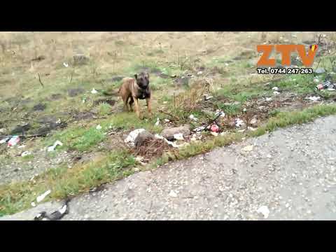 Mizerie aruncata la intrare in localitatea Criseni