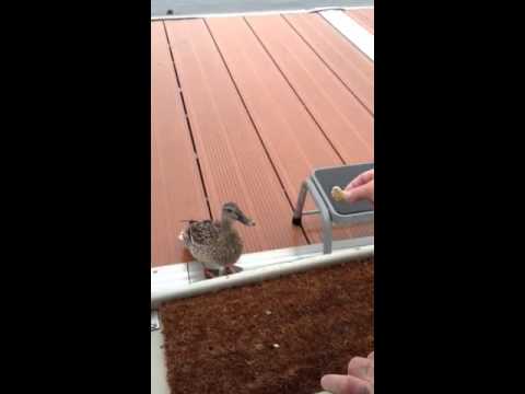 Timothy The Duck loves Quackers