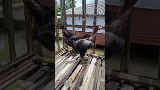 Download lagu harga ayam pelung umur 3 bulan mp3