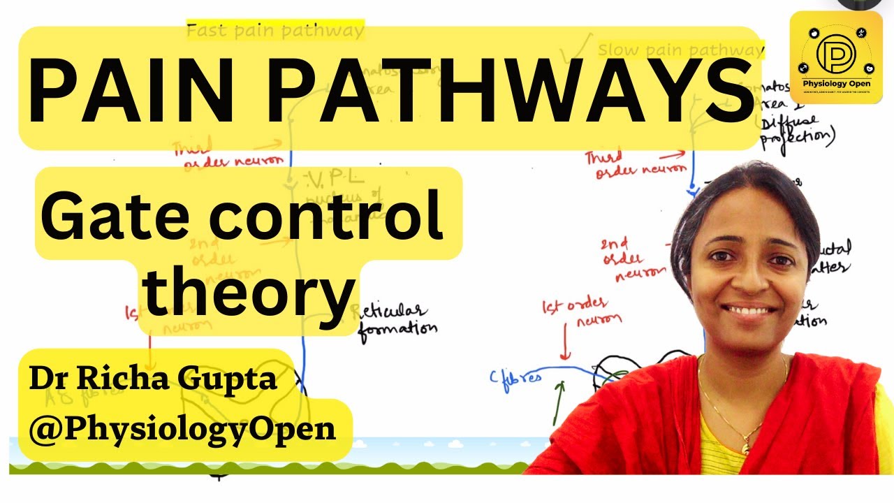 Pain physiology mbbs 1st year, pain pathways, endogenous pain relief system