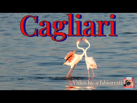 Cagliari (Sardegna). Spiaggia di Quartu, le saline e i fenicotteri rosa