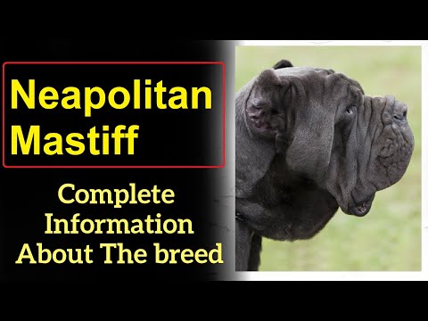 Neapolitan Mastiff or Mastino Napoletano  Pros and Cons, Price, How to choose, Facts, Care, History