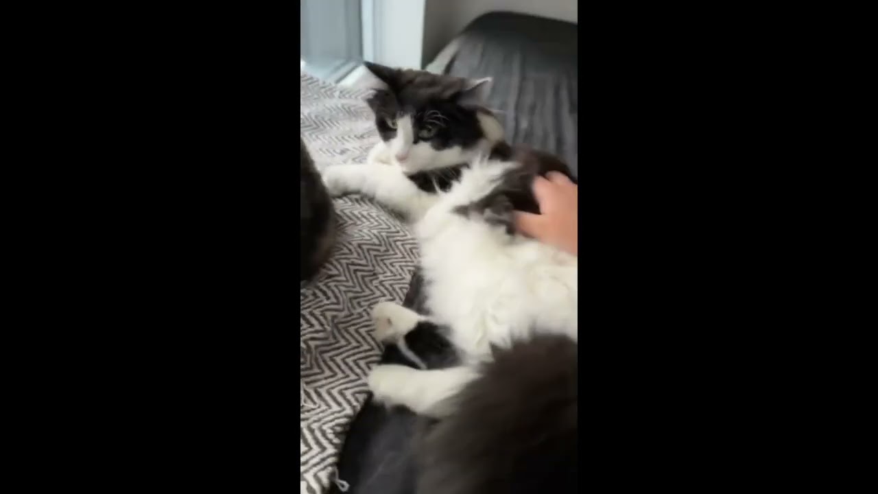 Enlarge Sasha, a ADOPTABLE Domestic Medium Hair in Toronto, ON video 5/5