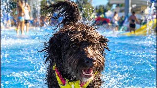 アメリカの犬も遊べるウォーターパークへ！ロージーの夏の一日🐶💦 #犬との暮らし #犬とお出かけ #ウォーターパーク #オーストラリアンラブラドゥード #海外犬暮らし