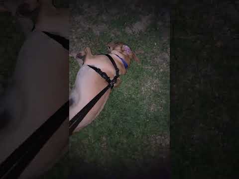 Dog park