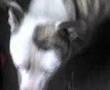 BULTERRIER