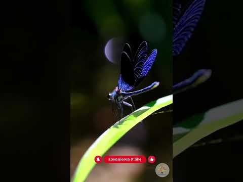 Naturteich im Winter: 3 Fehler vermeiden & Tiere schützen