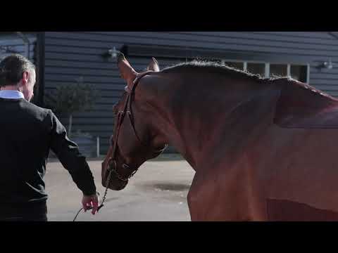 Cristello (Numero Uno x Voltaire) KWPN Stallion