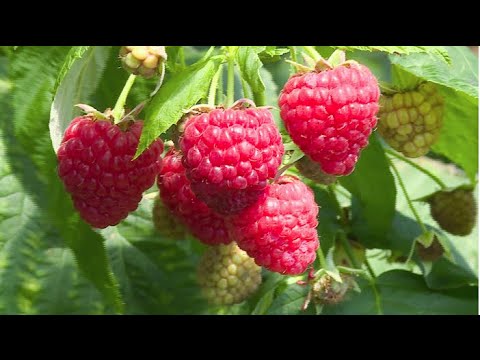 download lagu mp3 mp4 Framboise, download lagu Framboise gratis, unduh video klip Framboise