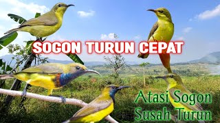 Download lagu SUARA MP3 PIKAT SOGON TERBARU 2026 | BIKIN SOGON CEPAT RESPON  KUMPUL  mp3