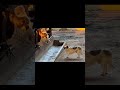 Hot Dog Cow Can T Help Kissing