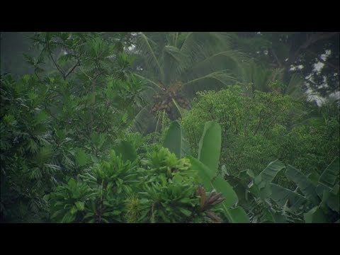 Regen im Regenwald  - Unwetter in den Tropen zum Einschlafen und Entspannen