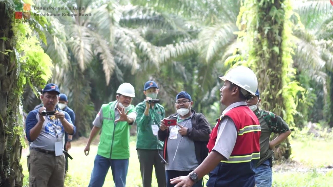 Pengelolaan Perkebunan Kelapa Sawit telah Terapkan Prinsip & Kriteria Keberlanjutan