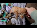 Dog Dad Gently Soothes Terrified Chihuahua During PTSD Episode