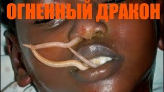 ОГНЕННЫЙ ДРАКОН