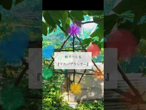 室内に持ち込んだり屋外に放置したりできる観賞性の高い吊り下げ式屋外植物  庭園