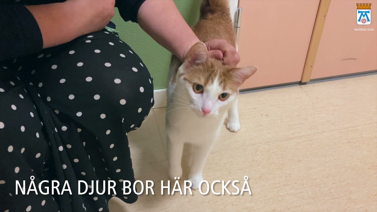 YouTube Visningbild