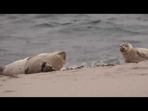 Sylter Seehunde sonnen sich am Strand
