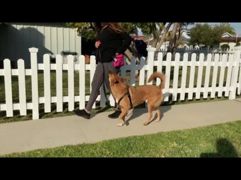 How to Clicker Train your dog to walk LOOSE LEASH, with Canine Learning Academy