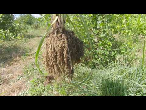 Suma hrane posle 10 dana tropske vrucine