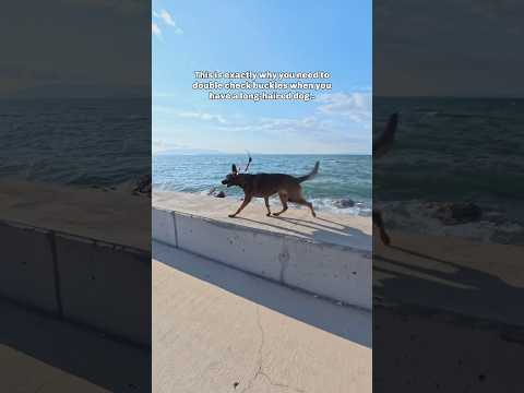 Guess who’s fur got caught in the buckle.. 🥲