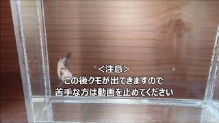 ブドウ目ではなかった（？）ベタの成長記録 & （初登場）片目赤目ベタの記録 & おまけ※虫苦手な方は閲覧注意です。