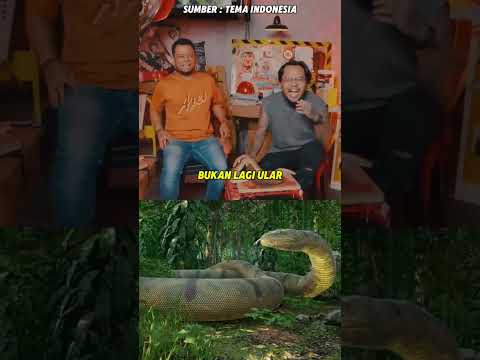 Piton 12 meter di hutan kalimantan