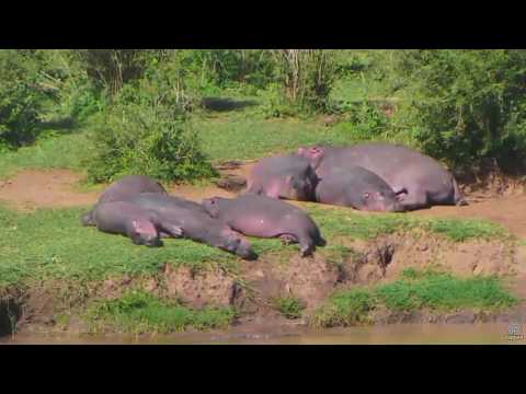 Slender Mongoose and baby run past hippos. Africa Animals cam. 13 May 2017