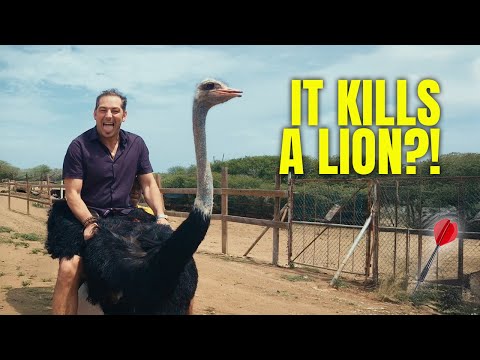 Pštros dvojprstý (Struthio camelus) — chov, ustajnenie a úžitkovosť
