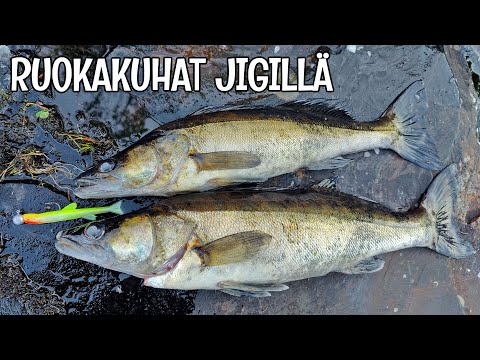 KÄVIN JIGAAMASSA KUHAA