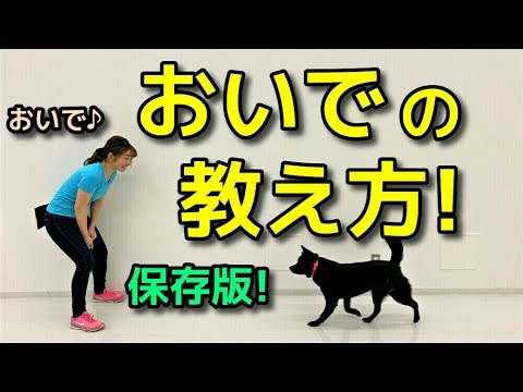 犬を呼んで服従させるための6つのテクニック