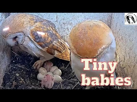 Miniature Marvels: The Adorable Tiny Barn Owls