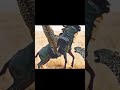 WILDEBEEST DESTROYS TWO LEOPARDS SAVAGE FIGHT FOR SURVIVAL Wildebeest Leopard WildlifeBattle