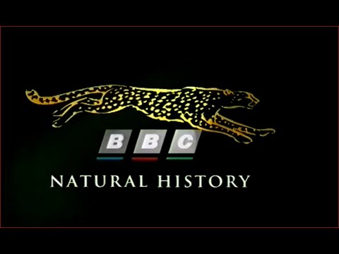 Das Tier Mensch  1994   Teil1  Die Sprache des Körpers