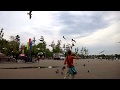 Gull Violence