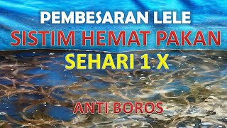 Download lagu HEMAT PAKAN IKAN LELE HANYA MAKAN PELET 1X SEHARI mp3