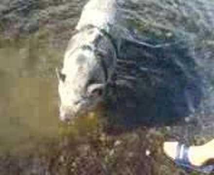 Høna (chicken in english)