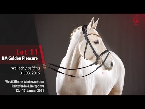 Trainingsvideo Winterauktion Lot11 RM Golden Pleasure Wallach v.HET Golden Dream-FS Champion d. Luxe